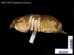 Image of Brazilian Three-banded Armadillo