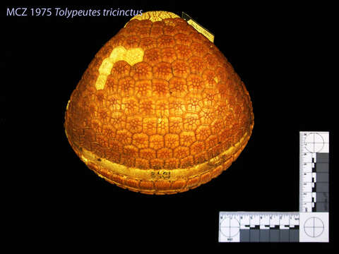 Image of Brazilian Three-banded Armadillo