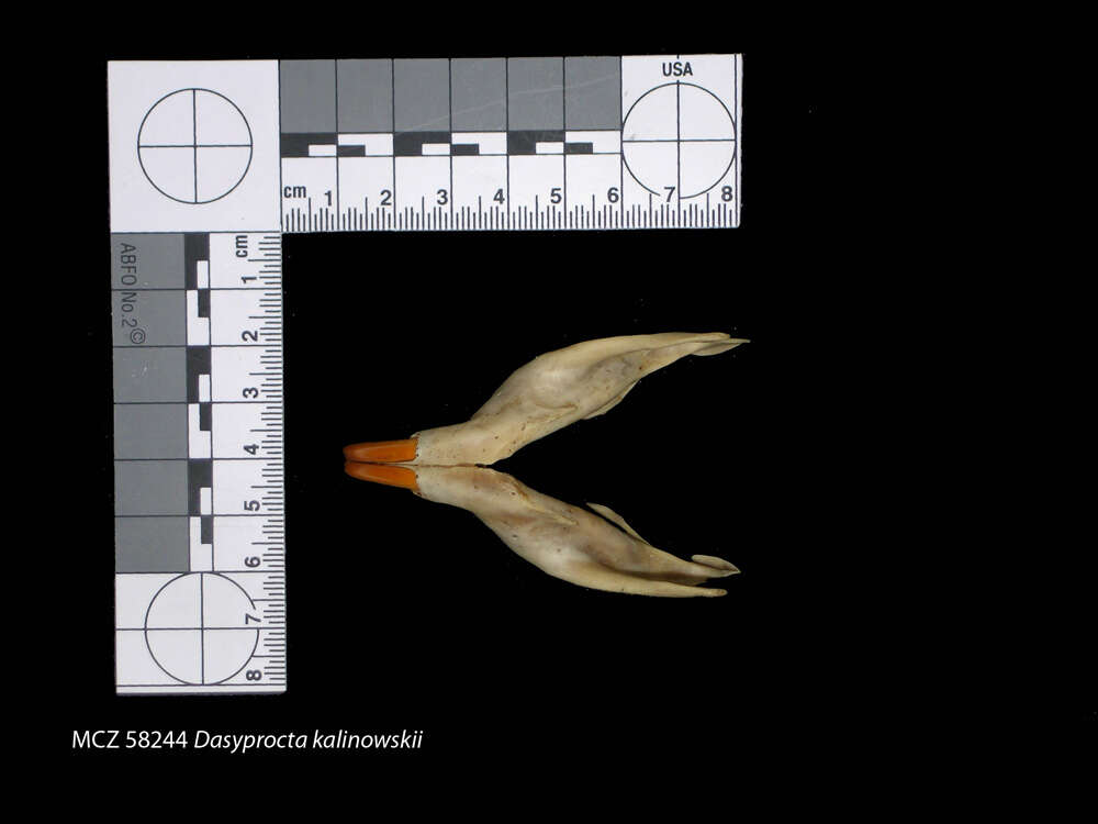 Image of Dasyprocta kalinowskii Thomas 1897