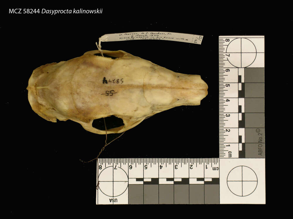 Image of Dasyprocta kalinowskii Thomas 1897