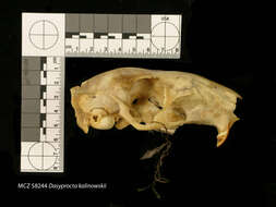 Image of Dasyprocta kalinowskii Thomas 1897