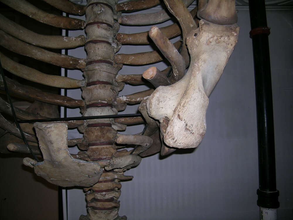 Image of Steller's Sea Cows