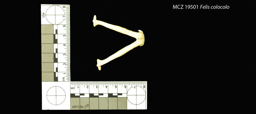 Image of <i>Felis colocolo</i> Mol. (1782)