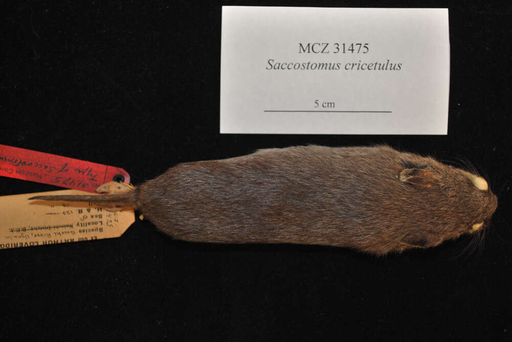 Image of Saccostomus mearnsi Heller 1910