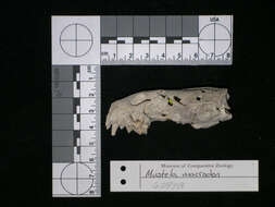 Mustela macrodon (Prentis 1903)的圖片