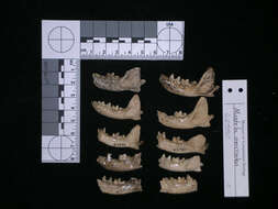 Mustela macrodon (Prentis 1903)的圖片