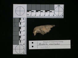 Mustela macrodon (Prentis 1903)的圖片