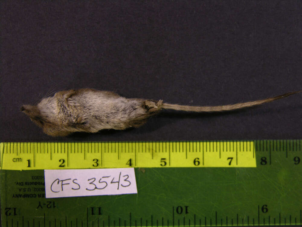 Image of Sorex cinereus cinereus Kerr 1792