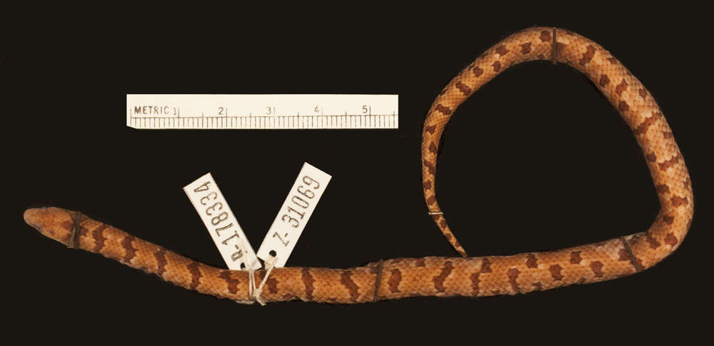 Image of Big Ground Snake