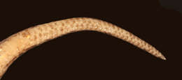 Image of Big Ground Snake