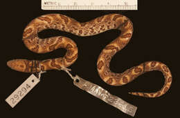 Image of Big Ground Snake