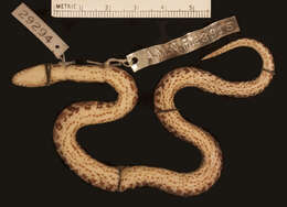 Image of Big Ground Snake