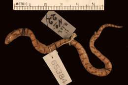 Image of Big Ground Snake