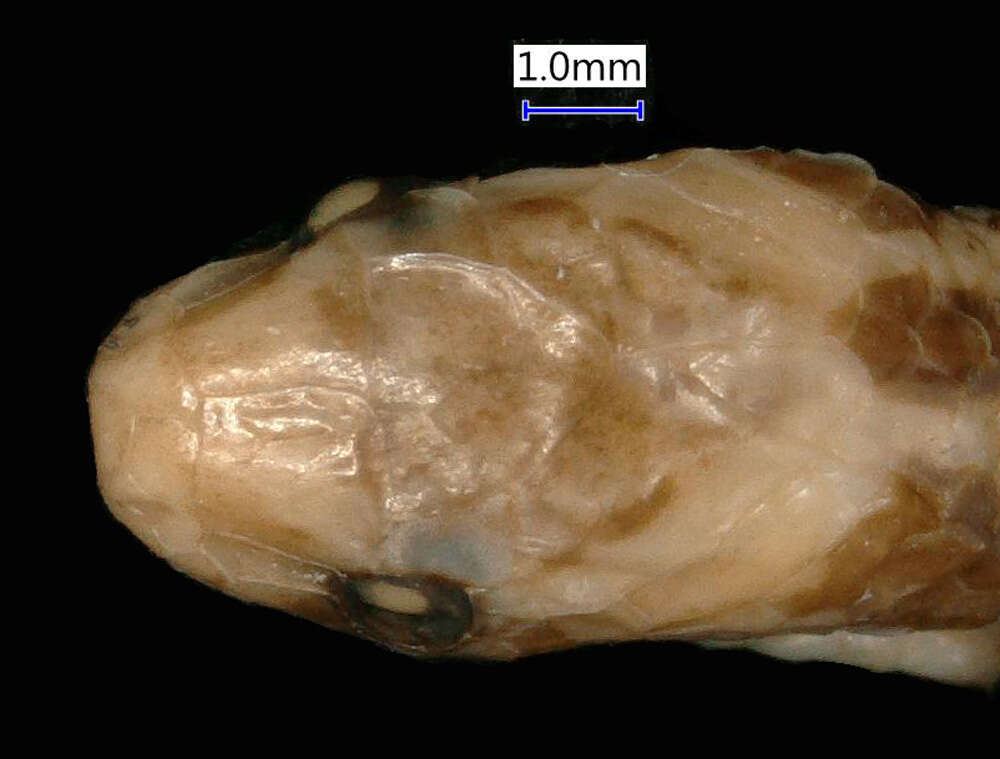 صورة Atractus major Boulenger 1894