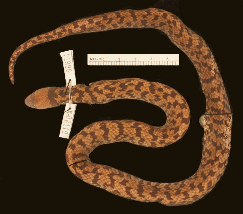 Image of Big Ground Snake