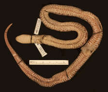 Image of Big Ground Snake