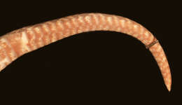 Image of Big Ground Snake