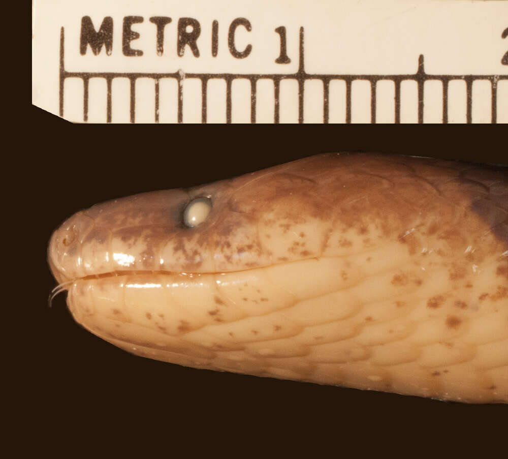 Image of Big Ground Snake