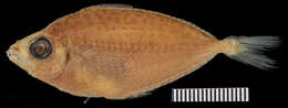 Image of Leiognathus