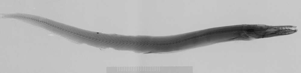 Image de Lestrolepis Harry 1953