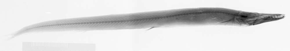 Image of Lestrolepis Harry 1953