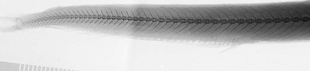 Image of Lestrolepis Harry 1953