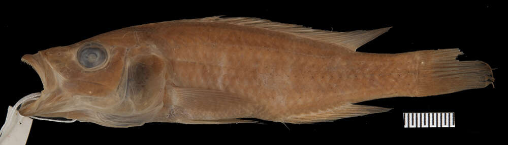 Image of Haplochromis longirostris (Hilgendorf 1888)