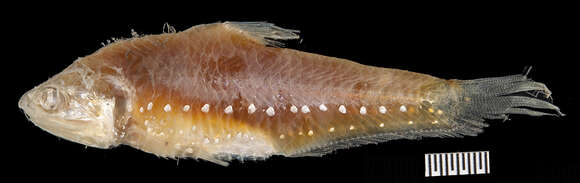 Image of Anchovy