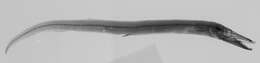 Image of Lestrolepis Harry 1953