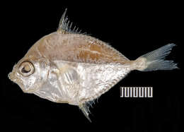 Image of Common Ponyfish
