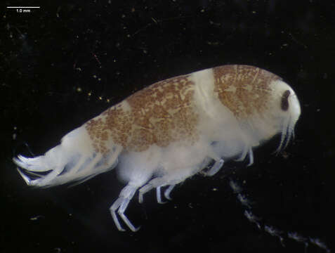 Image of amphipods