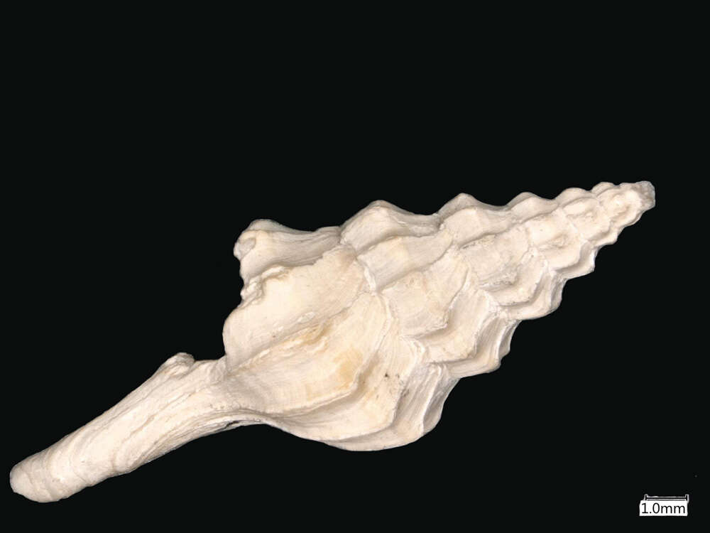 Image of Pagodula verrillii (Bush 1893)