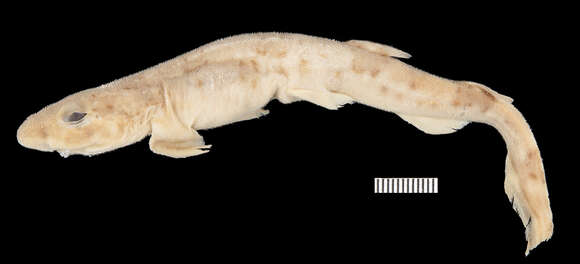 Image of Boa Catshark