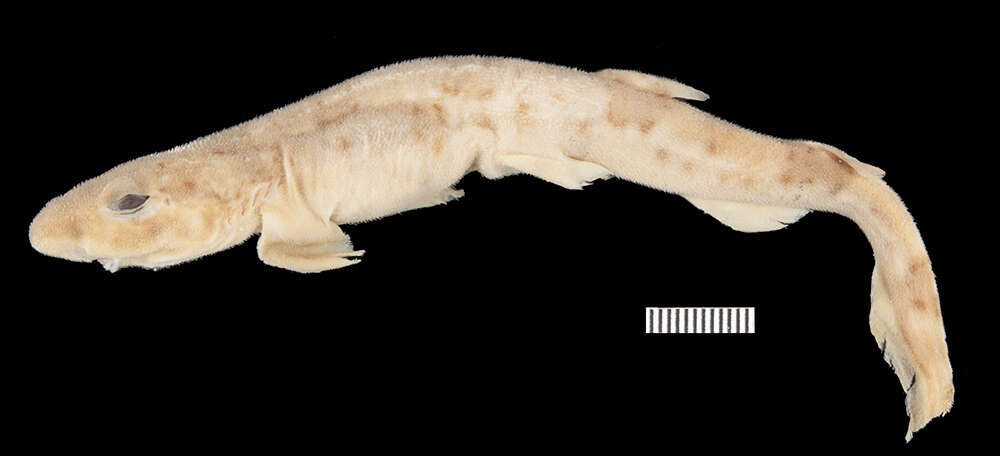 صورة Scyliorhinus boa Goode & Bean 1896