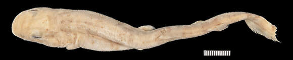 Image of Boa Catshark