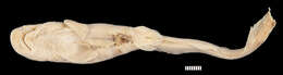 Image of Boa Catshark