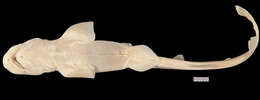 Image of Cuban Catshark