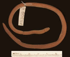 Image of Apreocular Reed Snake