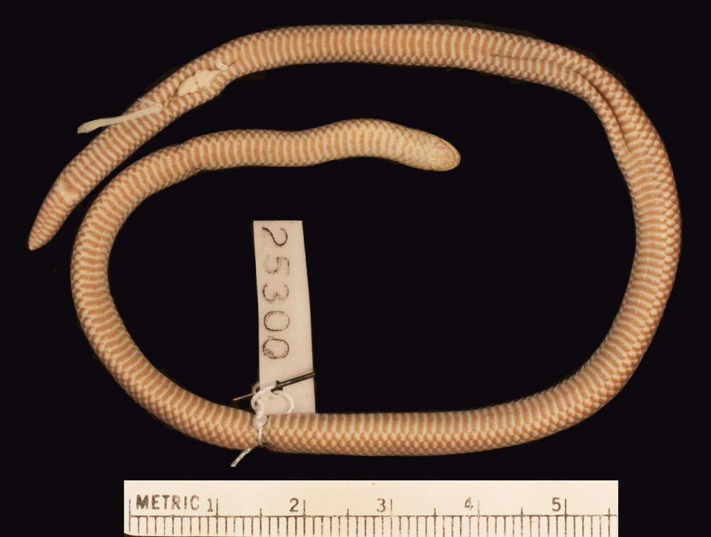 Image of Apreocular Reed Snake