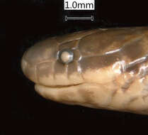 Image of Apreocular Reed Snake