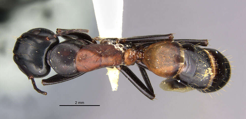 Image de Camponotus hemichlaena Yasumatsu & Brown 1951