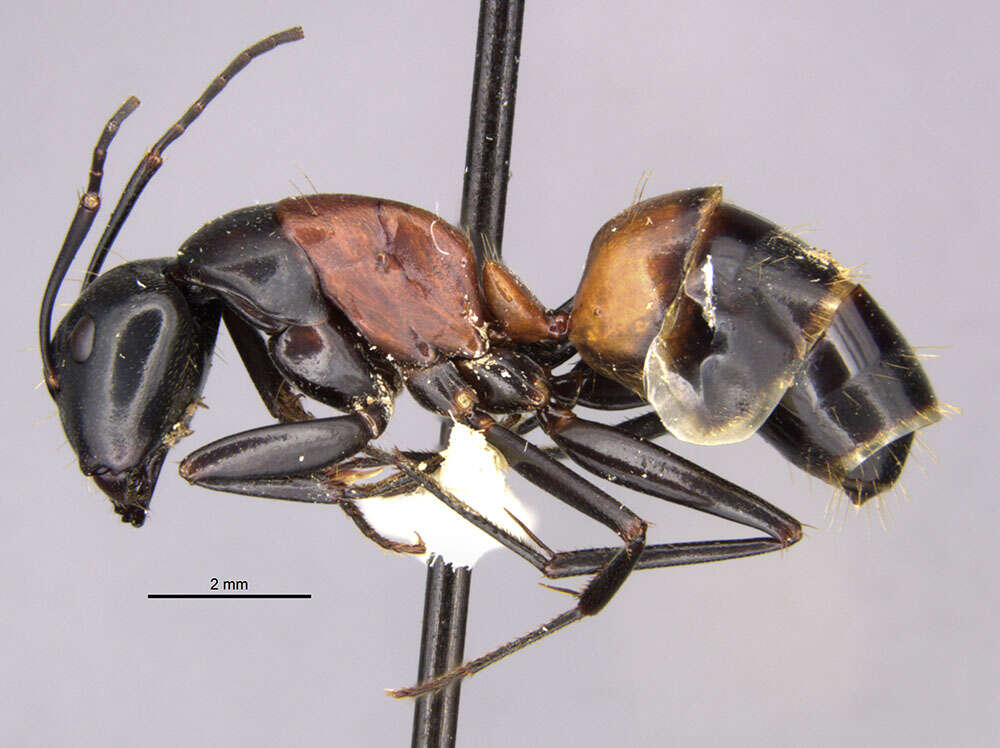 Image de Camponotus hemichlaena Yasumatsu & Brown 1951