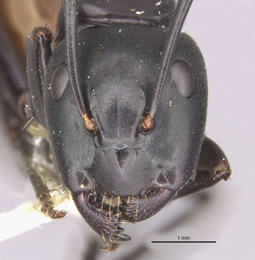 Image de Camponotus hemichlaena Yasumatsu & Brown 1951