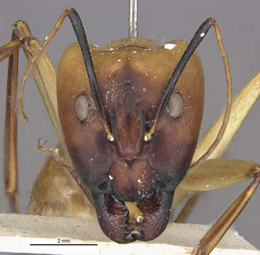 Image of Camponotus gerberti Donisthorpe 1949