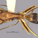 Imagem de <i>Camponotus devestivus</i>