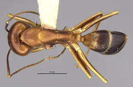 Image of <i>Camponotus devestivus</i>