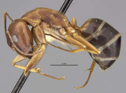 Image of <i>Camponotus devestivus</i>