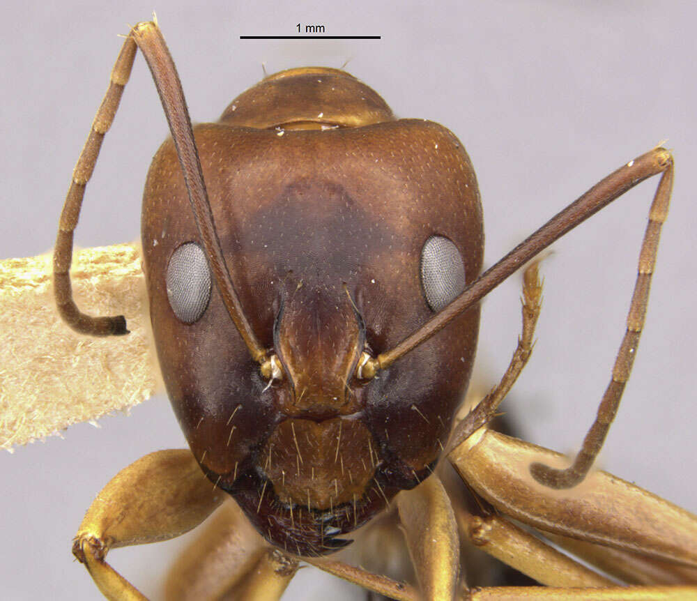 Image of <i>Camponotus devestivus</i>