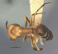 Image of Camponotus heathi Mann 1916