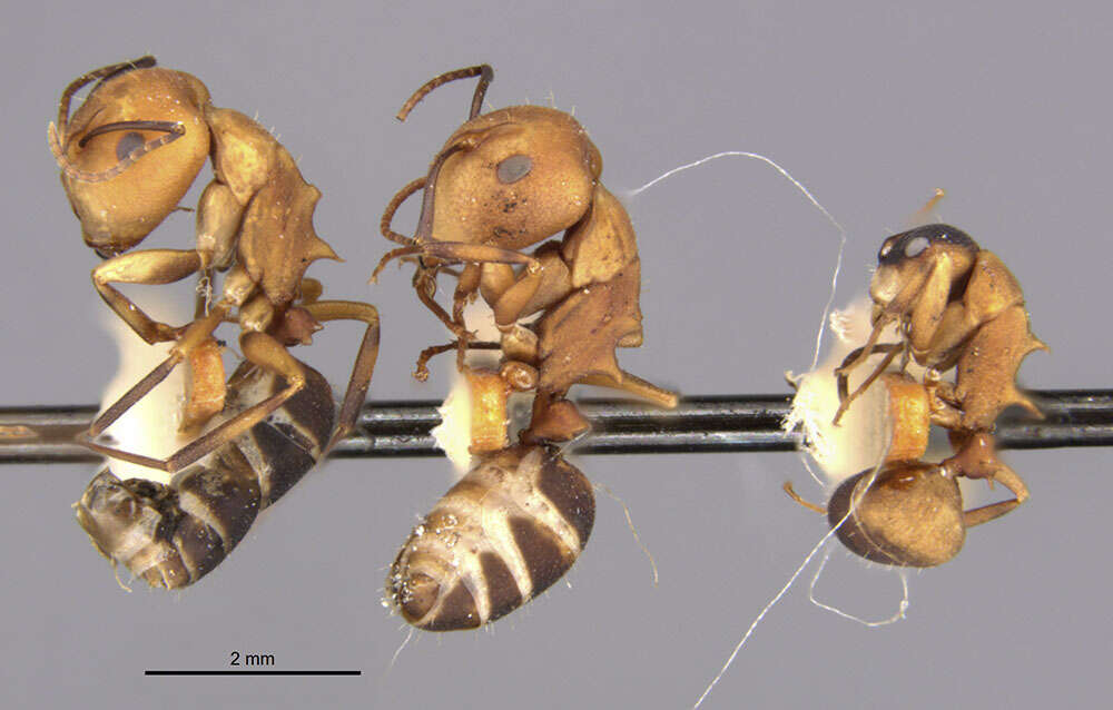 Image of Camponotus heathi Mann 1916